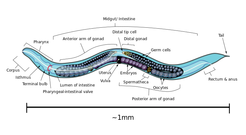 Caenorhabditis_elegans